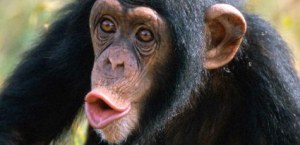 Chimpanzee_Kiss